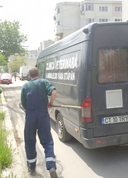 Mai mulți câini maidanezi au fost adunați de pe străzile din Constanța!